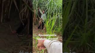 मेहनत करो दोस्तोंearly variety sugarcane puneetpunia [upl. by Jules434]