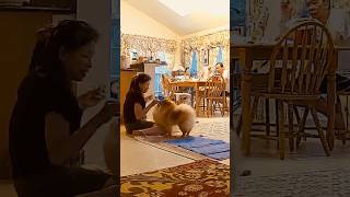 Pomeranians the barking dog that makes you pay attention [upl. by Isbel]