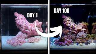 My First Ever REEF AQUARIUM Day 1 to 100 [upl. by Ynattir]