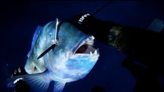 Spearfishing  Blackspot Tuskfish [upl. by Schreib443]