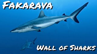 Fakarava  Wall of Sharks  French Polynesia [upl. by Robson242]