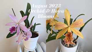 August 2023 Orchid amp Hoya Collection Bloom Update  New Paphiopedilum [upl. by Maryanna]