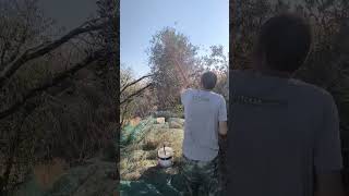 Сбор оливок Кипр 30 сентября 2024 оливки сбор маслины кипр Olive harvesting in Cyprus olives [upl. by Cirdahc]