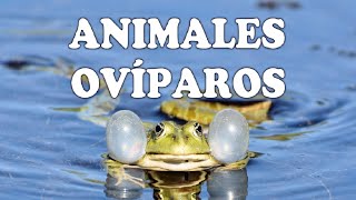 Animales ovíparos y sus características [upl. by Yatnuahc]