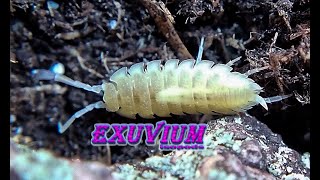 Porcellio scaber  Whiteout isopods [upl. by Hilbert82]