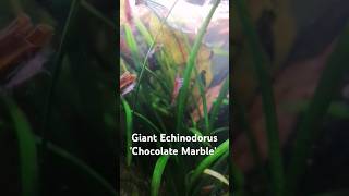 Giant Echinodorus Chocolate Marble and red cherry shrimp 🦐 aquarium aquascape aquascaping [upl. by Rehsa369]