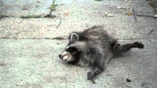 Raccon with distemper having a seizure [upl. by Lulita897]