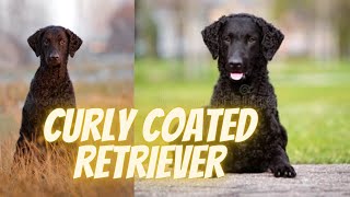 Curly Charmers The Curly Coated Retriever Tale [upl. by Yaffit]