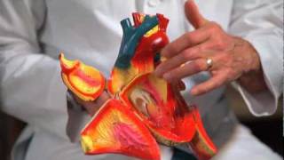 Foramen ovale and ductus arteriosus  Circulatory system physiology  NCLEXRN  Khan Academy [upl. by Ellard]