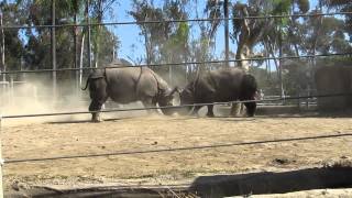 Two Rhinos Fighting at the San Diego Zoo [upl. by Karlan401]