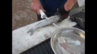 15 Second Example on How to Fillet A Catfish With an Electric Knife [upl. by Nirrak977]