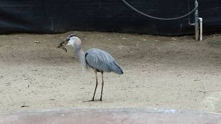 Heron eats duckling at San Diego Zoo [upl. by Nodmac]