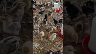 Biggest Chicks Supplier India [upl. by Marquis237]