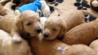 Very Noisy Goldendoodle Puppies [upl. by Reginauld]