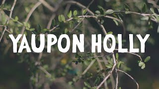 How to Grow  Yaupon Holly [upl. by Shriner]