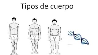 Descubre tu genética  tipos de cuerpo [upl. by Annhoj]