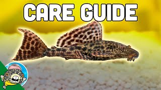 Pleco Fish Care  Plecostomus  Aquarium CoOp [upl. by Yelac]