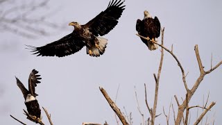 As bald eagles return to the bistate so do Bald Eagle Days programs [upl. by Courtney475]