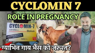 Cyclomin7 bolus uses in Pregnancy [upl. by Elicia149]