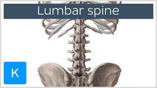 Lumbar Spine Anatomy and Function  Human Anatomy  Kenhub [upl. by Appel]