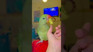 Not giving it back haha😂 bobo rainbow parrot babyparrot love cute funny fun ohno pets [upl. by Nessa]