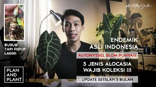 Alocasia WATSONIANA BLACK INFERNALIS LONGILOBA update cara merawat [upl. by Llenrag512]