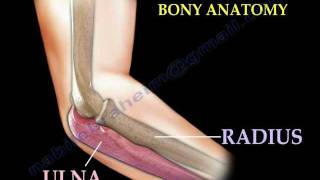 Anatomy Of The Elbow Animation  Everything You Need To Know  Dr Nabil Ebraheim [upl. by Lukin]