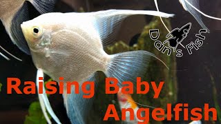 Spawning amp Raising Angelfish  Super Cute Baby Fish [upl. by Didier]