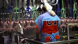 Understanding Poultry Inspection [upl. by Raveaux]