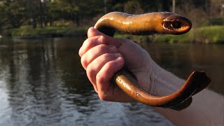 This Very Dangerous Creature that is waiting for you in the Water [upl. by Retloc]