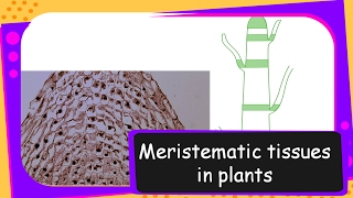 Science – Meristematic tissues in plants – Tissues Part 2 – English [upl. by Fransisco]