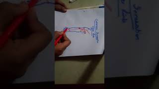 upper limb CUTANEOUS INNERVATION learn on FINGERTIPSanterior side [upl. by Cristine]