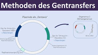 Methoden des Gentransfers  Vektoren Plasmide Transformation  Gentechnik 47 [upl. by Vezza589]