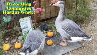 A Day In The Life  Cute Geese Decorate Their Yard Fall Vibes [upl. by Flannery]