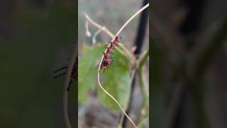 Gulf Fritillary Caterpillars amp a Variegated Fritillary Butterfly [upl. by Karr]