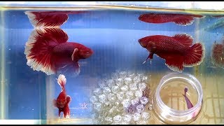 Breeding Halfmoon Rosetail Betta Fish [upl. by Okir]