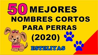 50 MEJORES NOMBRES CORTOS PARA PERRAS 2020 TE VAN A ENCANTAR [upl. by Chun]