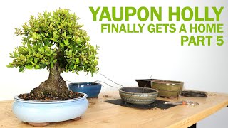 Yaupon Holly Bonsai  Part 5 Finally Gets a Home [upl. by Stets]