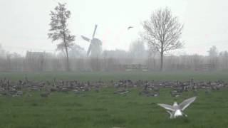 Wintervogels in de Alblasserwaard kolganzen bij Bleskensgraaf [upl. by Nerrak]