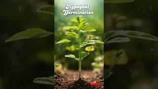 Unlocking Seedling Growth Hypogeal Germination Explained biologyclass biologycourse neet [upl. by Eiramlehcar834]