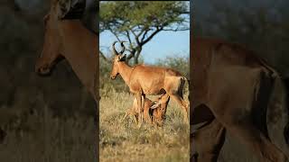 Red Hartebeest And Calf animals wildlife nature [upl. by Hahsia]