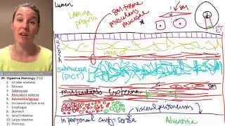 Digestive histology 5 Adventitia serosa [upl. by Ahseia]