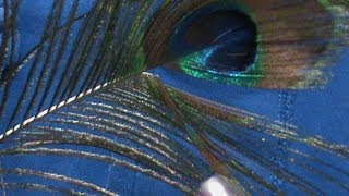 Beginner Fly Tying Stripping Peacock Herl with Jim Misiura [upl. by Vieva209]