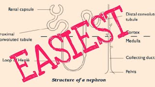 VERY VERY EASY DIAGRAM OF Nephron Class 10 [upl. by Tally]