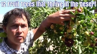 12 Fruit Trees that Thrive in the Desert with Little Care [upl. by Ynnavoig]