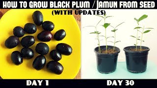 How to Grow Black Plum  Jamun From Seeds  with updates [upl. by Brosy]