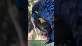 Hyacinth Macaw [upl. by Virgy]