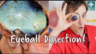 Whats inside an eyeball  Eyeball Dissection  We The Curious [upl. by Enileuqaj102]