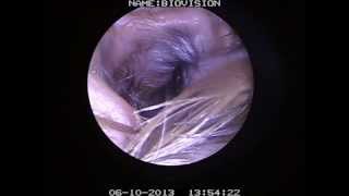 VIDEO OTOSCOPY OF A CANINE EAR CANAL [upl. by Aneelas]