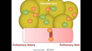 Alveoli 3D Medical Animation [upl. by Demetre]